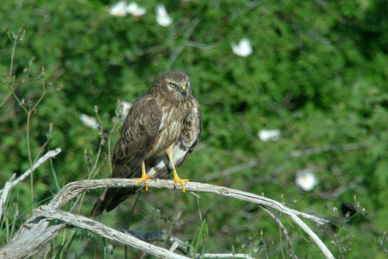 Albanella minore femmina in Digiscoping